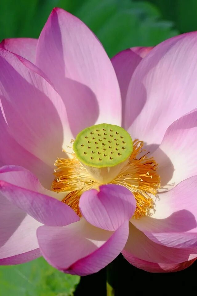 Лотос цветы москва. Lotus petal orchid. Лотос цветок. Королевский лотус. Лотос цветы москва.