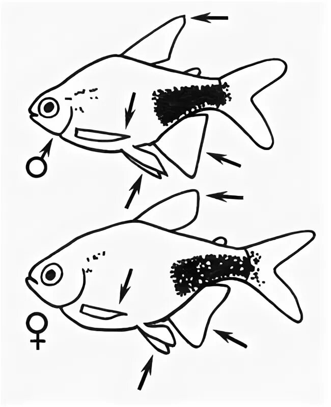 Как отличить самца. Тернеция отличие самца от самки. Тернеция рыбка самец и самка. Тернеция самец и самка. Тернеция аквариумные рыбки пол.