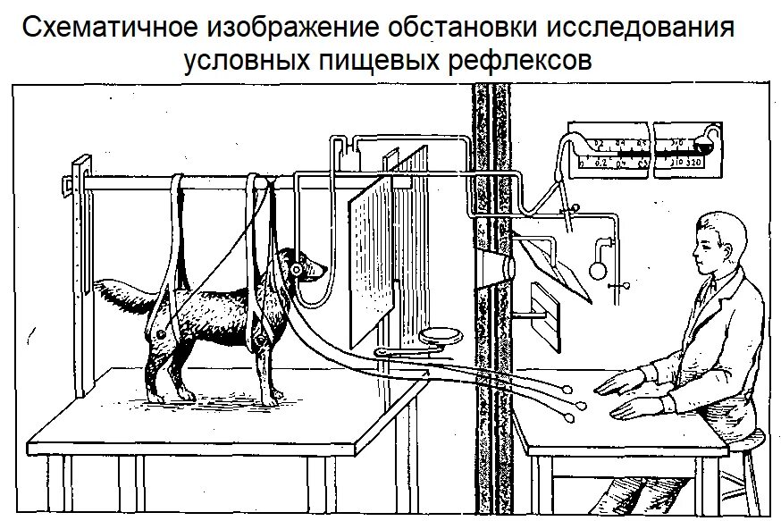 Исследование рефлексов у животных. Исследование рефлексов у животных