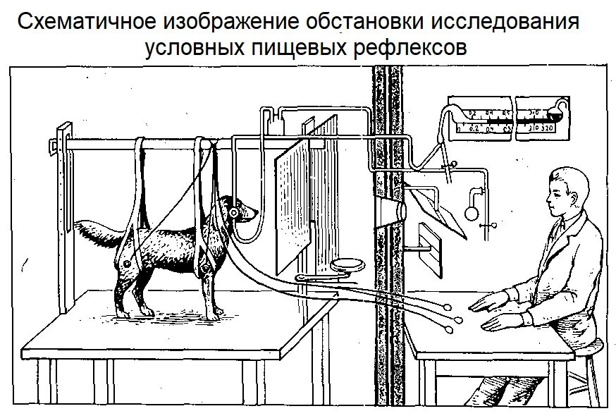 Изучение условных рефлексов Павловым. Собака Павлова условный рефлекс. Условный рефлекс собаки Павлова схема. Физиология ВНД условные рефлексы.