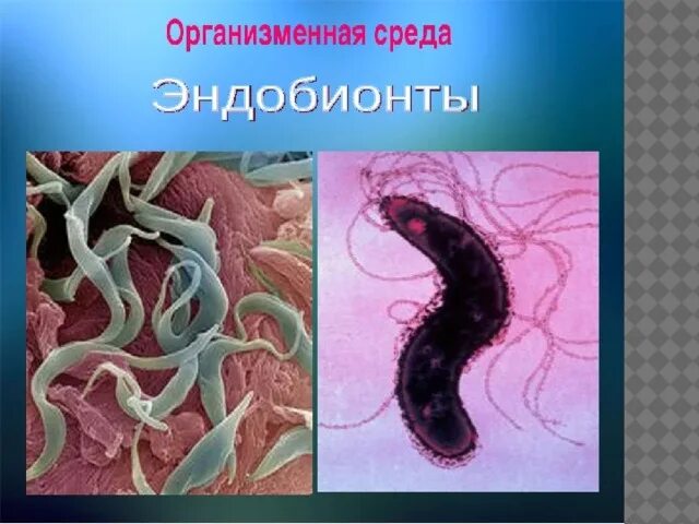 Организменная среда обитания бактерии. Организменная среда. Обитатели организменной среды. Организменная среда обитания обитатели.