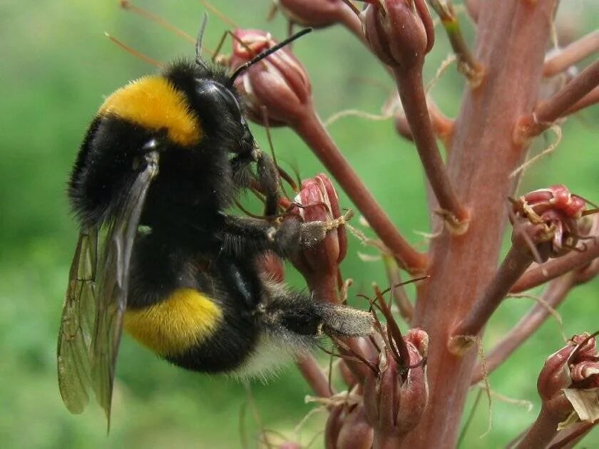 Степной Шмель Bombus fragrans. Bombus terrestris. Шмель Моховой. Bombus patagiatus. Где живут шмели в природе