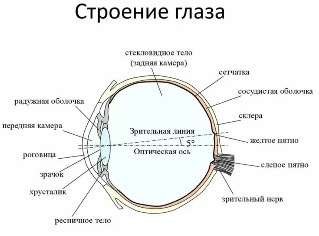 Строение человеческого глаза. Строение глаза человека рисунок.