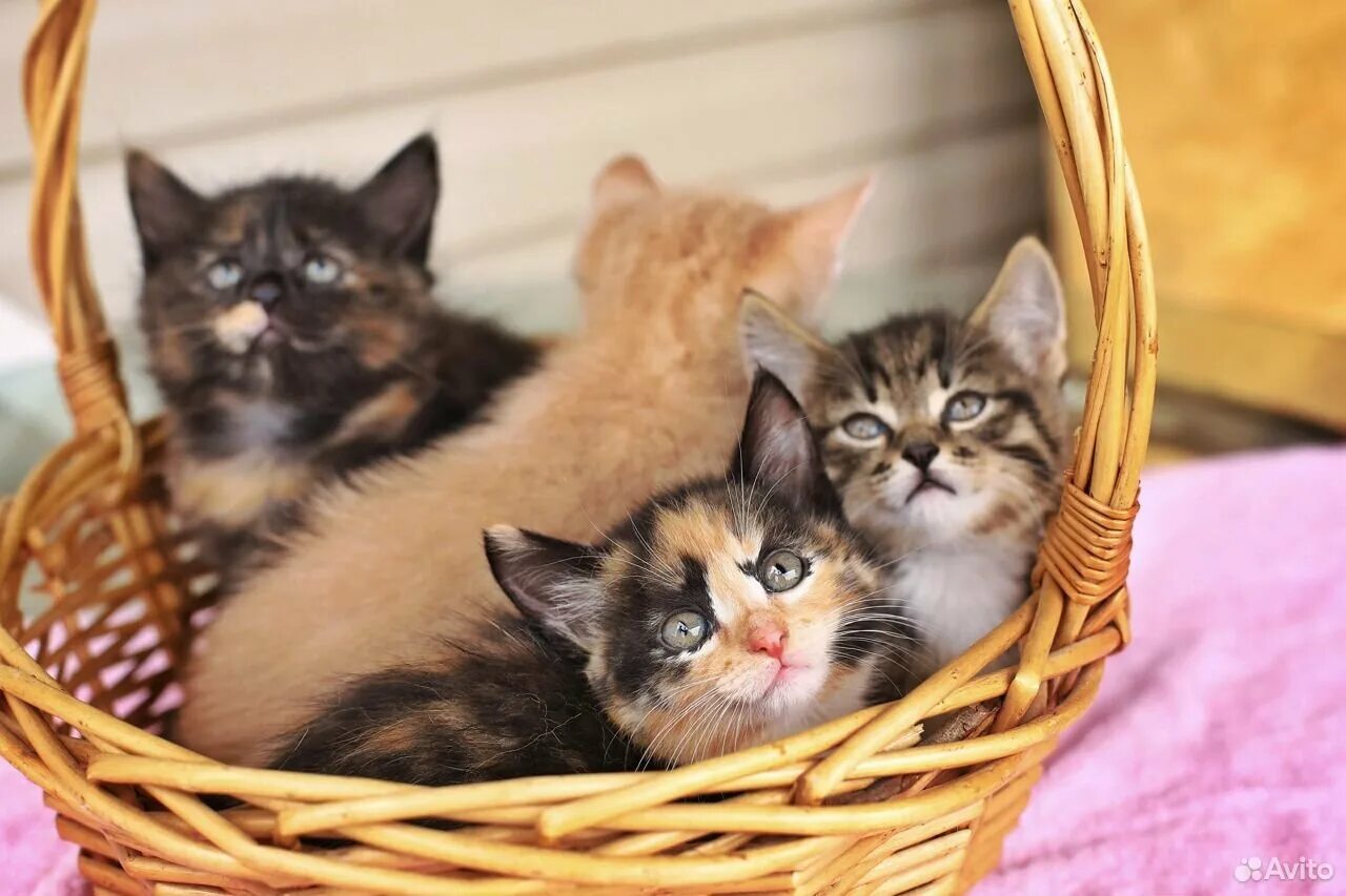 Жизнь кошечек. Домашние котята. дом для котят. котенок дома. найти домашних кошечек.