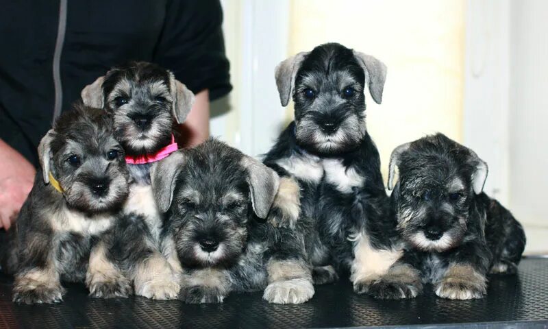 московская область щенки цвергшнауцера. кид фаворит бентли цвергшнауцер. московская область щенки цвергшнауцера. цвергшнауцер щенок 1.