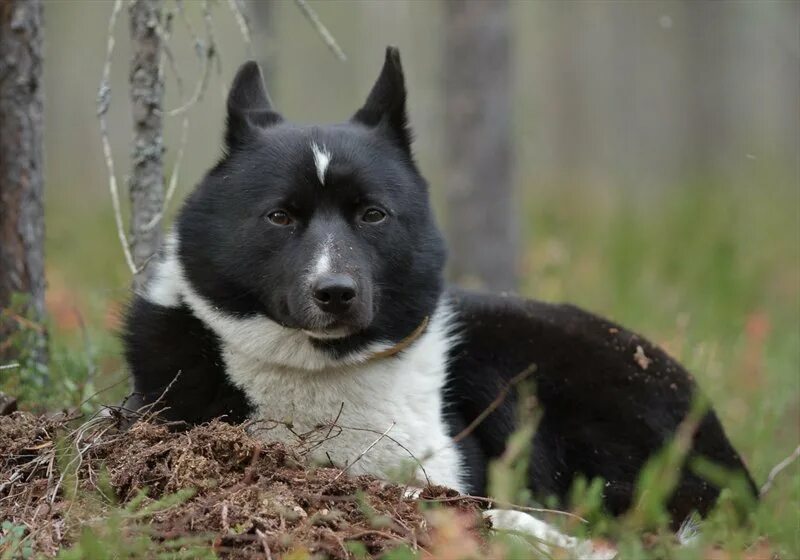 RUSSO-EUROPEAN LAIKA Russian working hunting breed Собаки, Охота