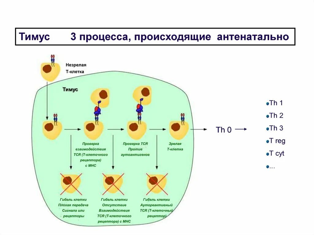Созревание т лимфоцитов происходит в