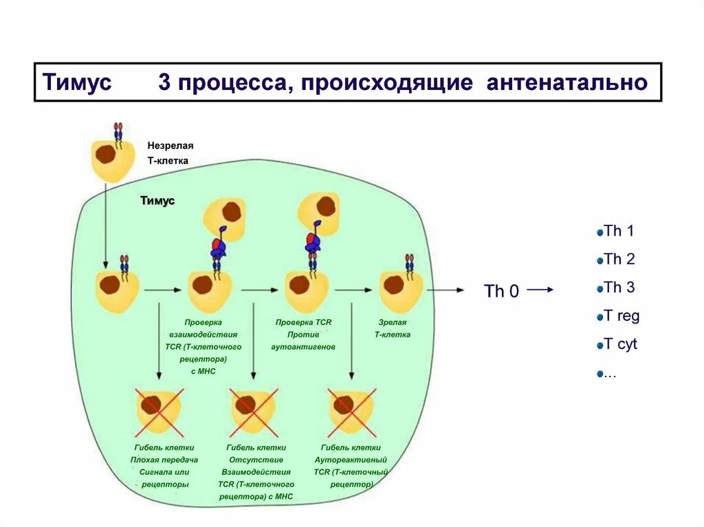 Зрелость клеток. Иммунологическое строение тимуса. Процессы в тимусе. Процессы происходящие в тимусе. Строение тимуса иммунология.