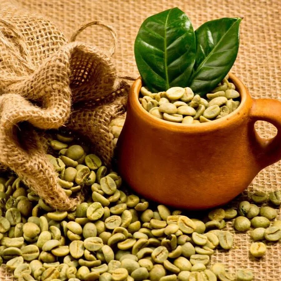 День зеленого кофе. Зеленый кофе. Плоды зеленого кофе. Зеленый кофе в зернах. Кофе на зеленом красиво.