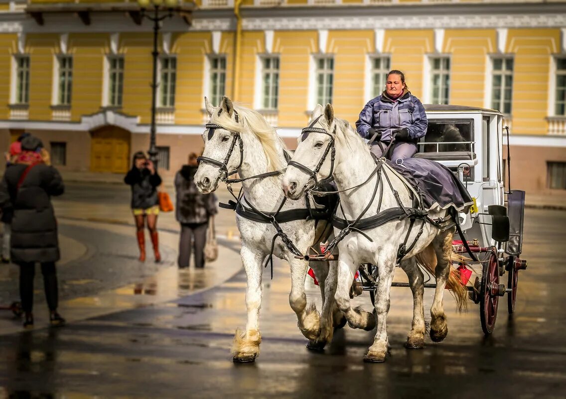 конный экипаж 7 букв