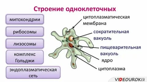 Рибосомы у амебы
