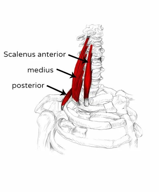 M scalenus anterior. Scalenus Medius мышца. Scalenus anterior мышца. Лестничные мышцы.