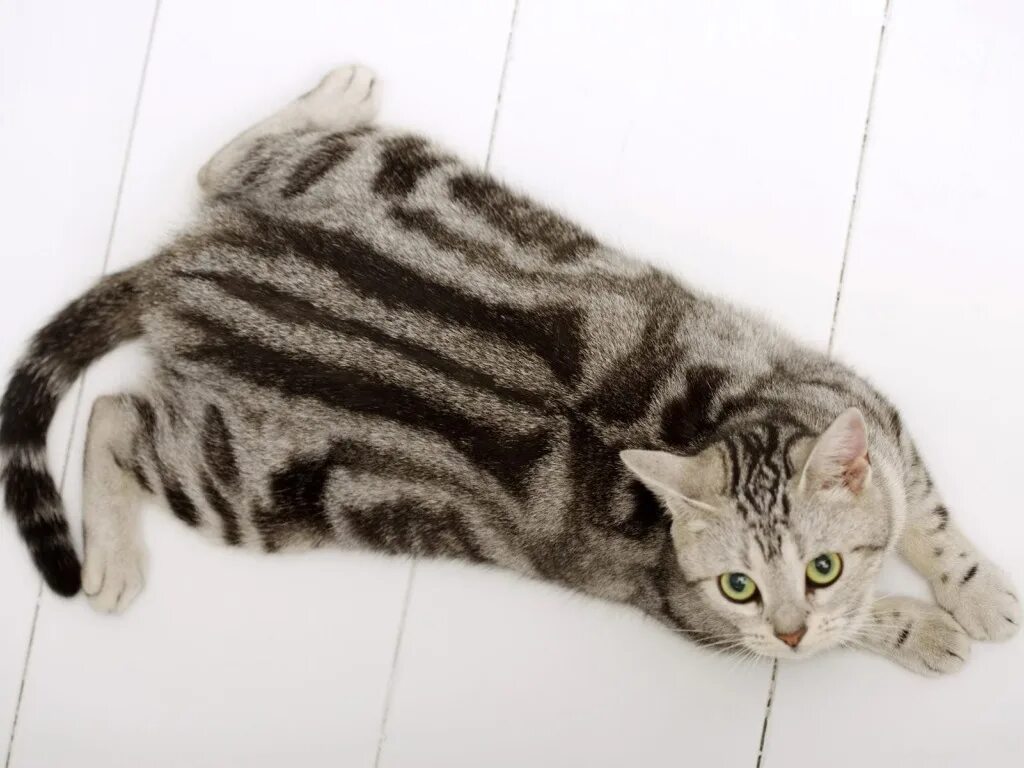 Серые коты с пятнами. Порода кошек американская короткошерстная. Американская короткошерстная котенок. Американская короткошерстная кошка шерсть. Шотландская короткошёрстная кошка.