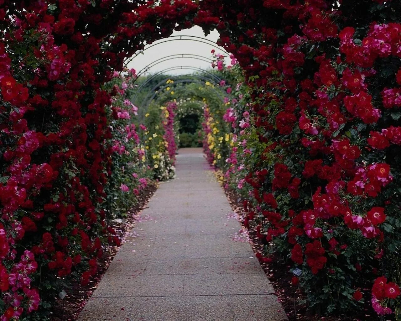 Гул сада гул сада. Треугольный розарий. Тематические клумбы. Сайри гули лола в таджикистане. Розарий садов бутчартов.