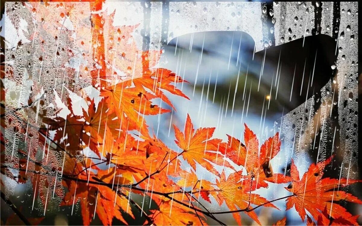 Осень дождь. Осенние листья на окна. Осенний дождик. Листья под дождем. Осенняя музыка дождя