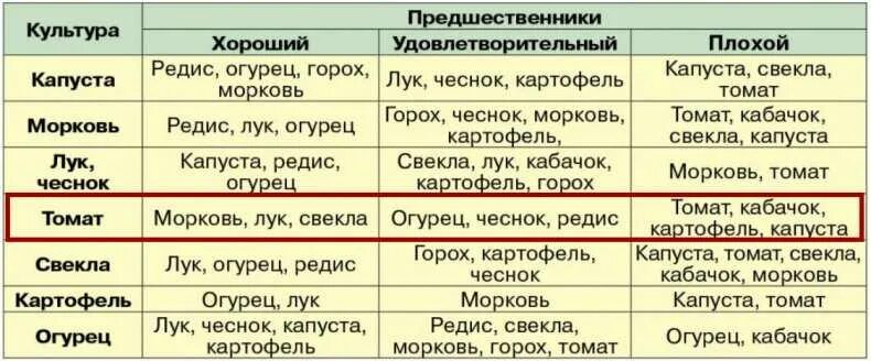 После чего посадить огурцы на следующий год. Предшественники помидор. Что можно сажать после томатов. Хорошие предшественники для томатов. Предшественники для посадки.