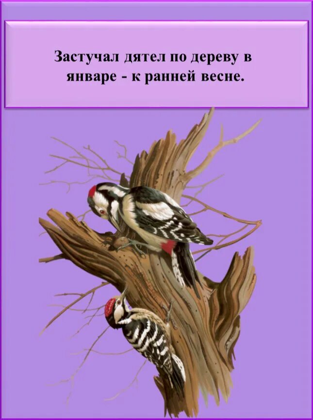 Дятлы стучат зачем. Дятел. Примета про дятла. Дятел на дереве. Народные приметы про дятла.