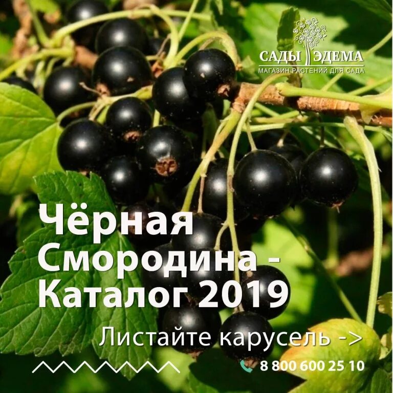 Сады эдема интернет магазин каталог. Сады-эдема. Каталог питомников растений. Кальмия kardinal. Выставка домашних цветов.