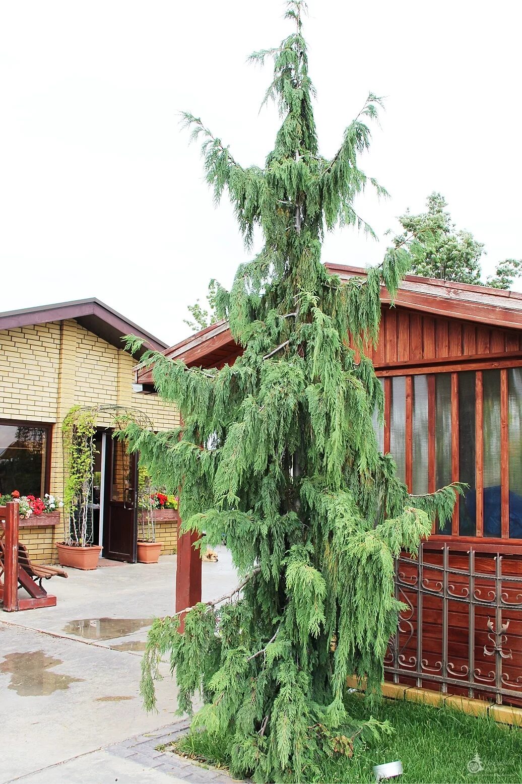 кипарисовик нутканский "pendula" (пендула). кипарисовик нутканский пендула (chamaecyparis nootkatensis pendula). Chamaecyparis nootkatensis (кипарисовик нутканский) 'pendula'. кипарисовик нутканский пендула. кипарисовик нутканский "pendula" (пендула).