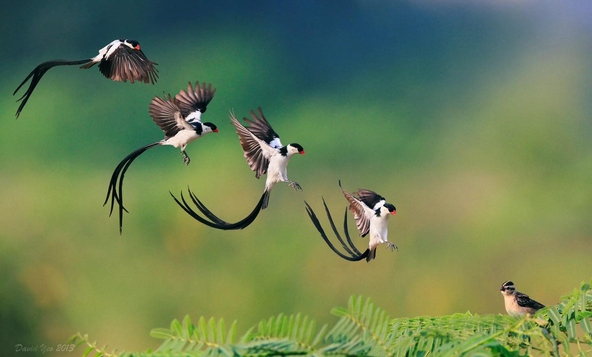 They like birds. Птица Доминиканская вдовушка. Природа птицы. Птица в полете. Красивая птица в полете.