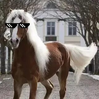 3 hors