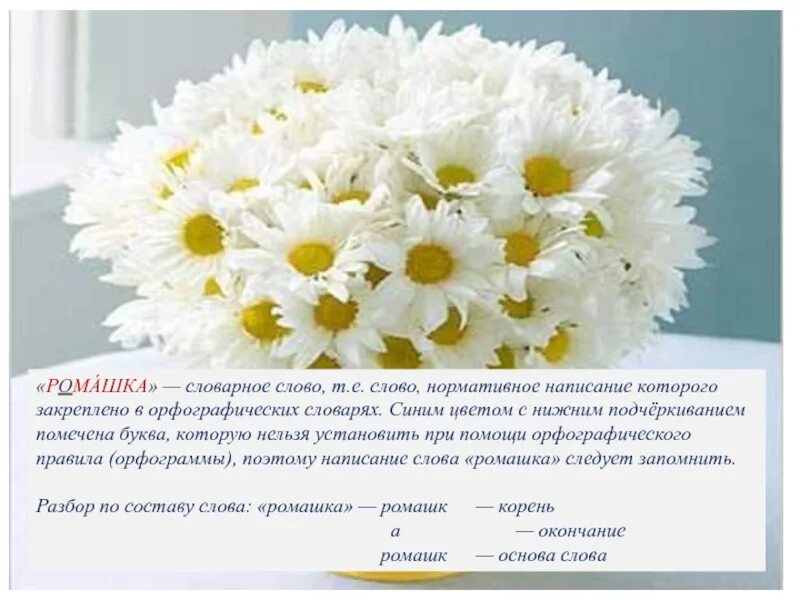 Составить предложение со словом ромашка. Составить предложение со словом ромашка