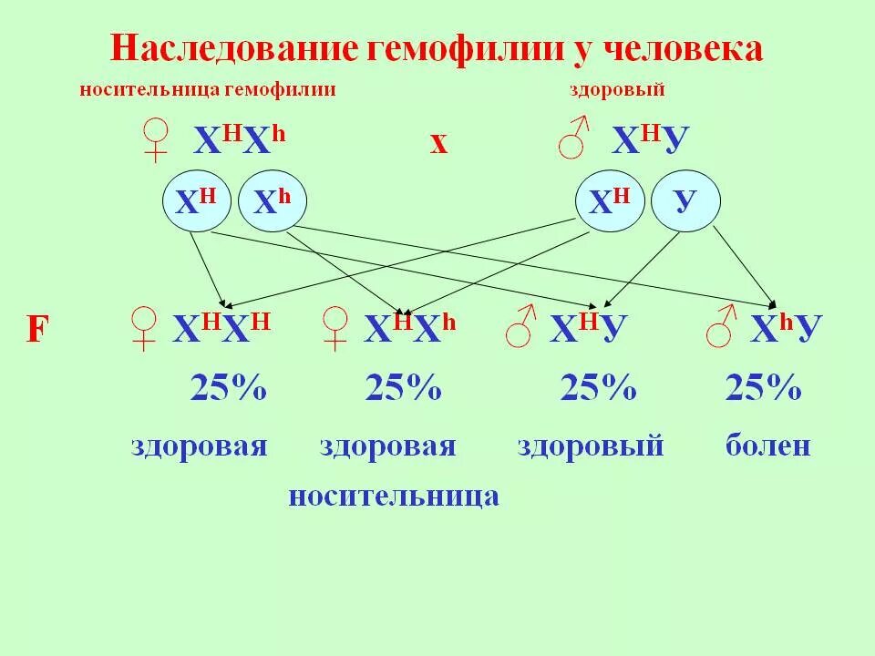 У матери не являющейся носителем гена. Схема наследования гемофилии. Генетические схемы наследования гемофилии. Гемофилия генетика Тип наследования. Схема наследования гемофилии у человека.