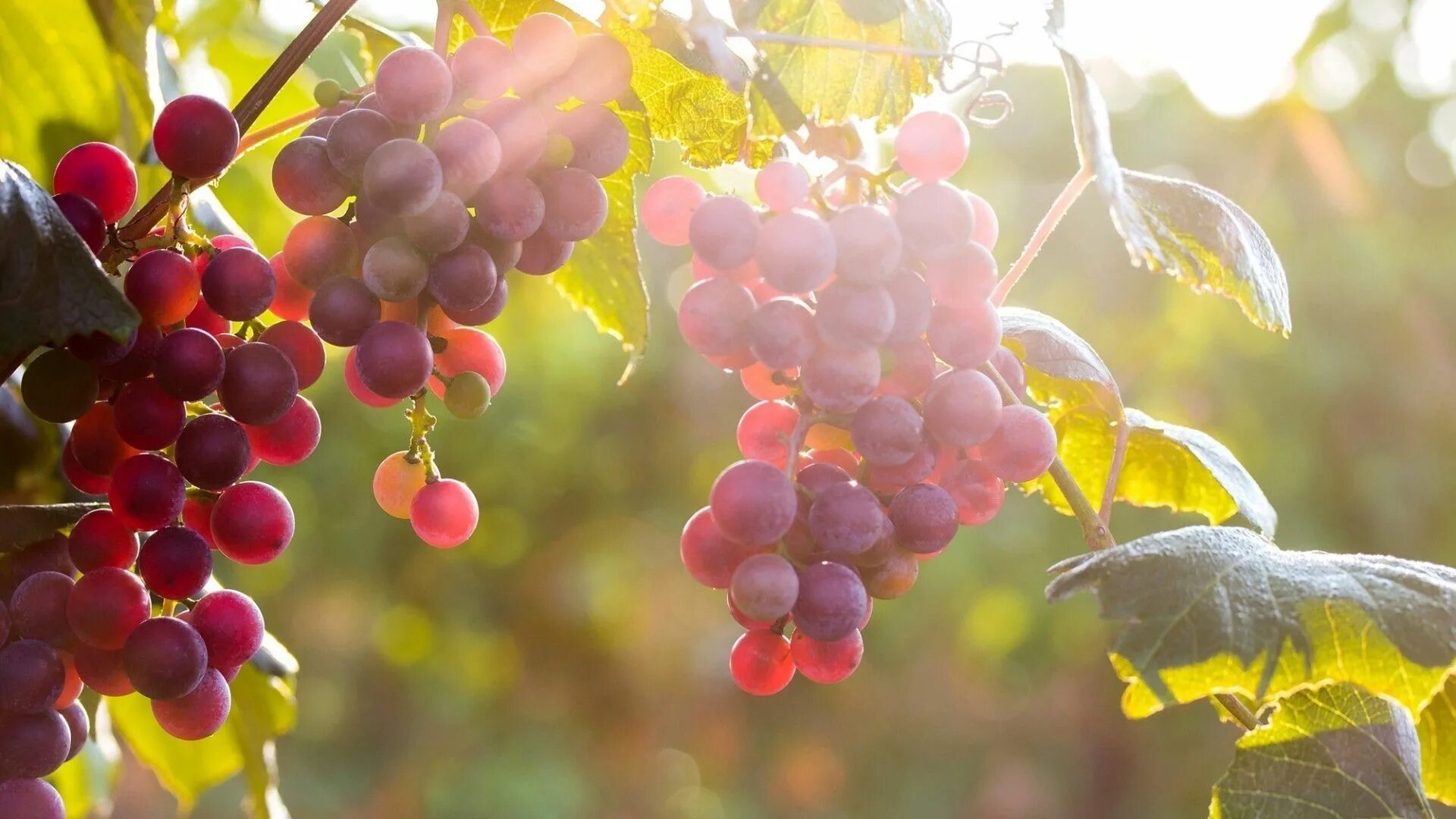 Best 1 Wineries in Serifos, Greece Greeka