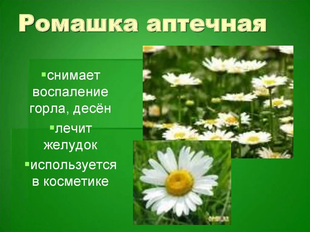 Лекарственные травы в домашней аптечке. Растения в домашней аптечке. Лекарственные растения домашней аптеки. Ромашка лекарственное растение. Растения в домашней аптечке 2