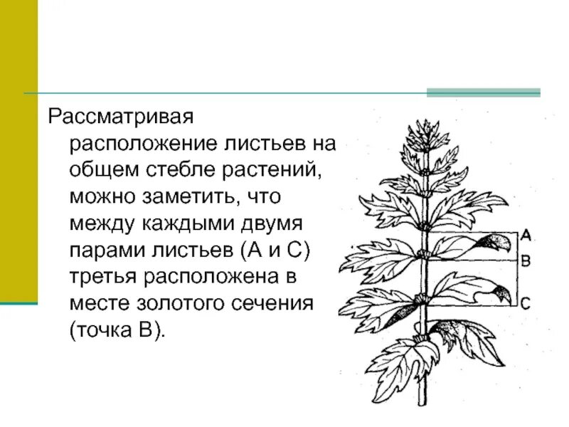 Какое расположение листьев на стебле