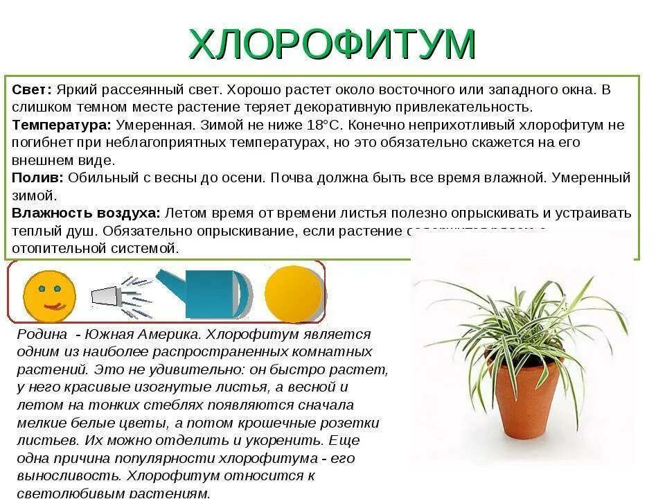 Хлорофитум уход в домашних условиях фото Хлорофитум отростки для посадки купить в Москве, цена 50 руб., продано 14 ию