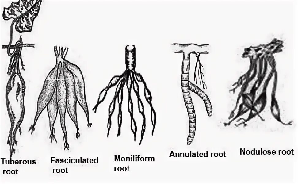 Root threads. Types of roots. tuberous roots. root modifications. корневая система монстеры.