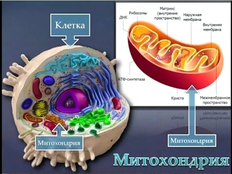 Строение ядра митохондрии. Митохондрии внутри клетки. Строение клетки эукариот митохондрии.