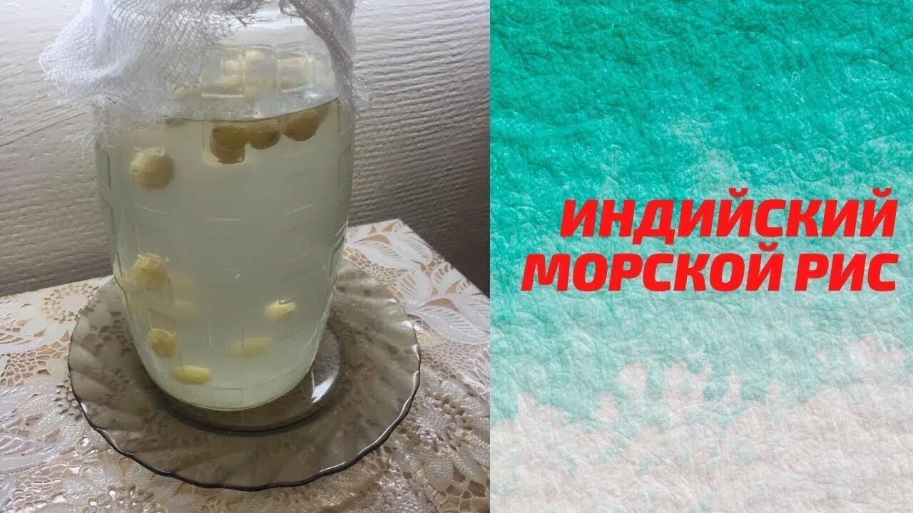 Купить индийский морской. Индийский рис зооглея. Индийский рис молочный гриб чайный гриб. Индийский морской рис. Морской рисовый гриб.