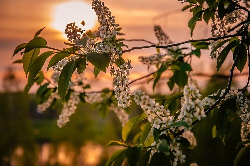 черемуха азиатская. весной цветут деревья черемуха. есенинская черемуха. вот уже появились душистые кисти на черемухе. вот уже появились душистые кисти на черемухе.