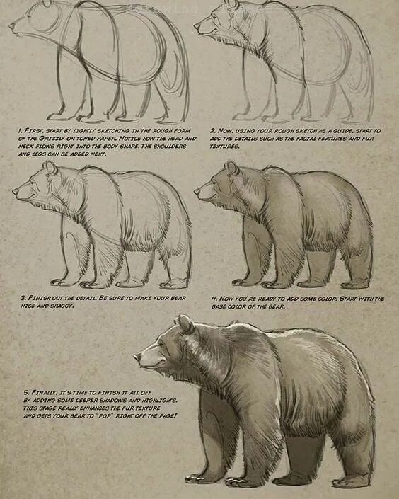 Особенности внутреннего строения медведя. Медведь сбоку анатомия для художников. Референс медведя сбоку. Анатомия медведя. Анатомия медведя для рисования.