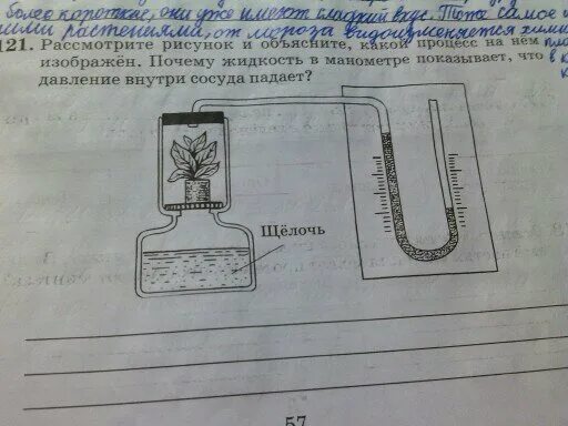 Рассмотрите рисунок 176 в и объясните почему. Сосуд с растением и манометр. Рассмотрите рисунок и объясните какой процесс на нём изображён. Почему жидкость в трубке движется в сторону сосуда с щелочью. Почему жидкость в трубке движется в сторону сосуда биология 6.