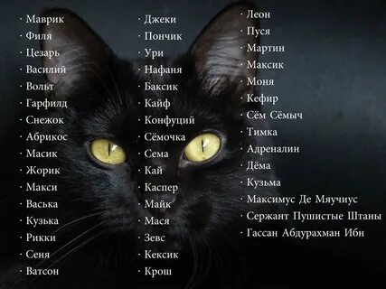 имя для черного кота: 2 тыс изображений найдено в Яндекс Картинках