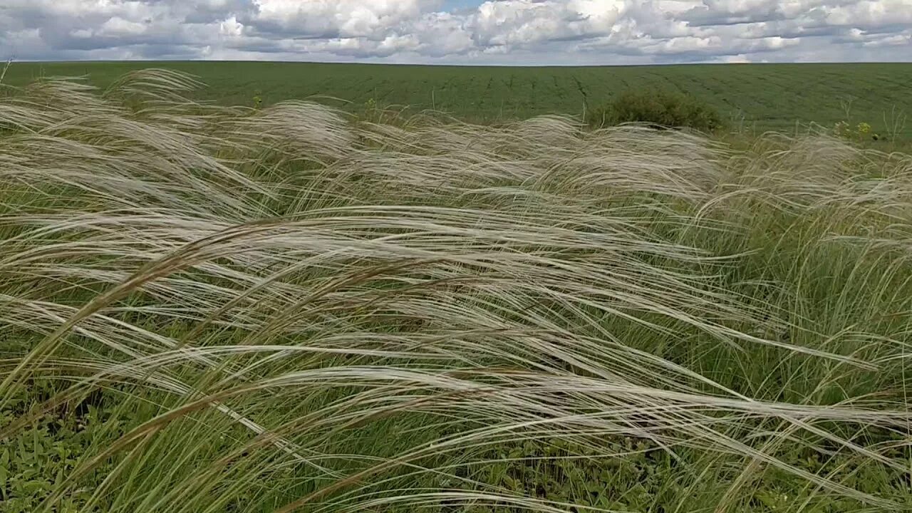 Где в какой природной зоне растет ковыль. Окский ковыль. Ковыль Залесского. Ковыль Азовский. Арчединские Пески ковыль.