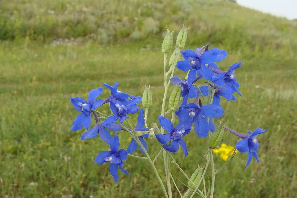 Delphinium grandiflorum. Живокость Степная. Дельфиниум дикий. Цветущая Хакасия живокость. Цветы похожие на лен