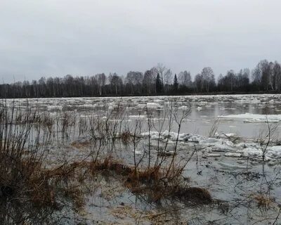 Затопленных кустов