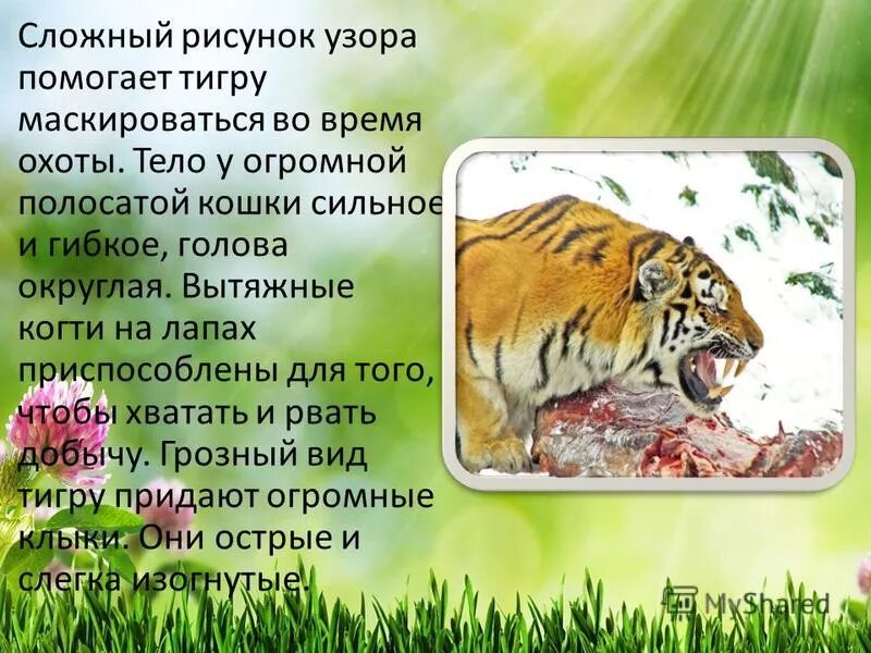 помоги тигру. прибавление числа 6. тигр в зоопарке иркутска. детские лабиринты с тигром. тигр грациозное животное.