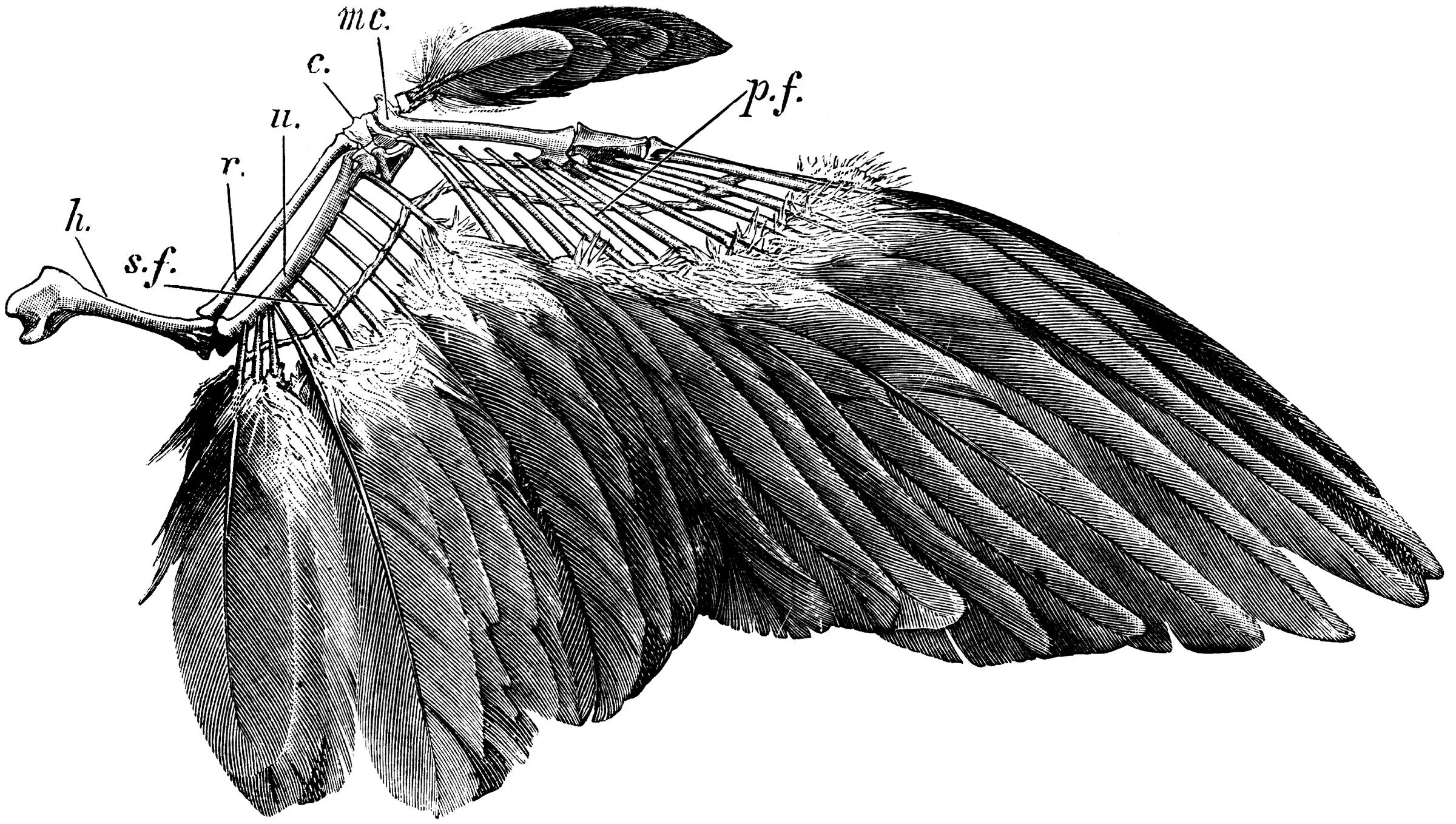 Строение крыла птицы скелет. Строение крыла птицы. Крыло птицы анатомия. Крыло ворона строение. Расположение перьев у птиц