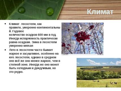 Лесостепь природные условия