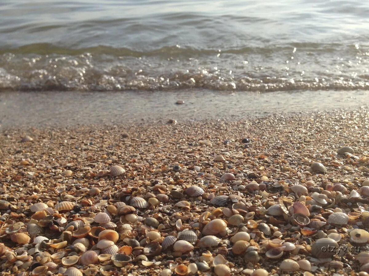 Галечный пляж адлер. Азовское море ракушечный берег. Должанская коса ракушечный пляж. Песчано галечный пляж. Волконка лазаревское.