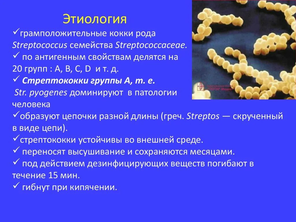 Стрептококки представители. Грамположительные шаровидные бактерии (кокки):. Грамположительные кокки – возбудители заболевания. Кокки стрептококки. Бактерии кокки стрептококки.