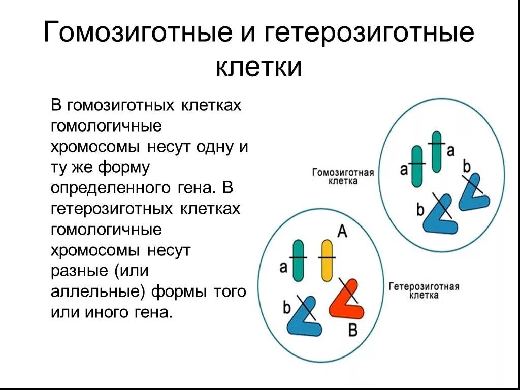 Генотип с с в гомозиготной форме. Гетерозиготная форма. Гомозиготные и гетерозиготные клетки. Гомозиготная и гетерозиготная форма. Гетерозиготная форма мутации что это.