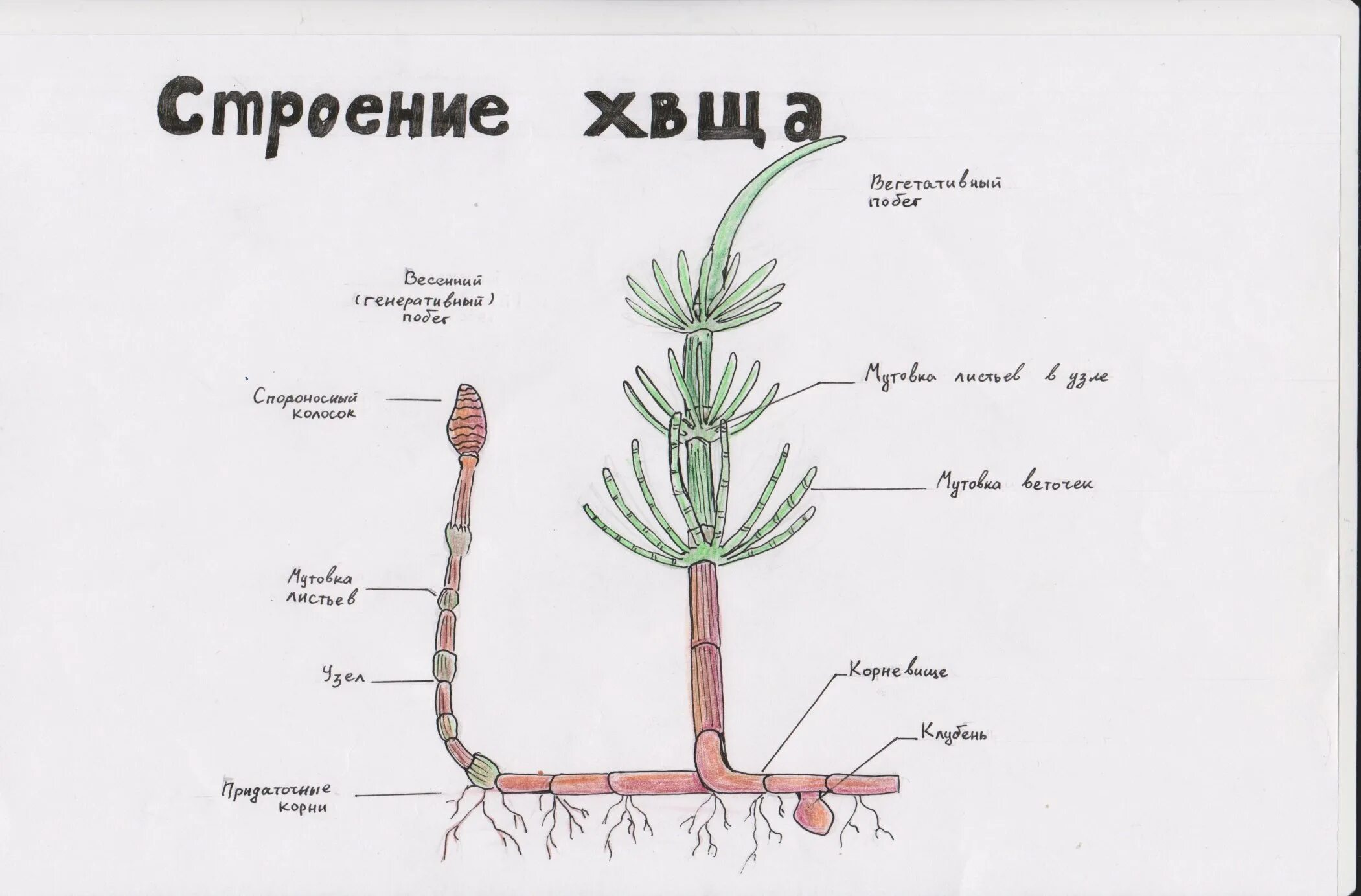 Строение споровых растений. Внешнее строение споровых растений. Строение высших споровых растений. Высшие споровые растения строение.