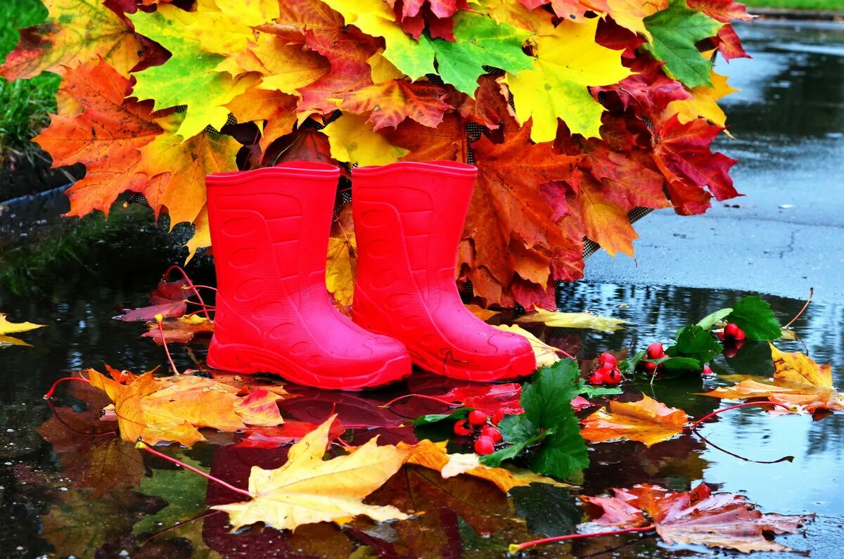 предложение яркие краски осени. российские малиновой краски осени. предложение яркие краски осени. осенний воздух. осенняя пора.