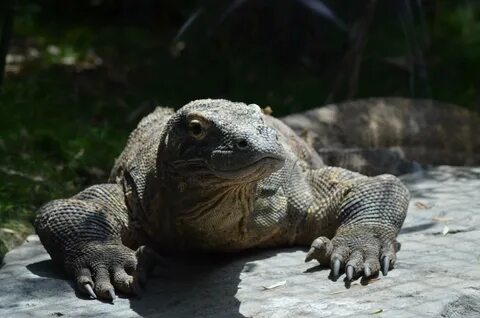 Comodo dragon